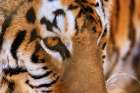 USA, Indiana, Center Point. Close-up of tigers face. Art Print